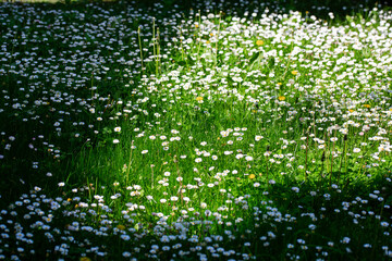 detail of spring garden covered by daisies