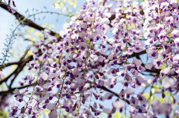 luxuriant wisteria flowers background in outdoors
