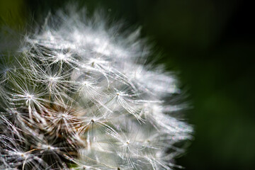 close up of dandelion seeds in natural background