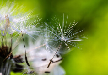 close up of dandelion seeds in natural background