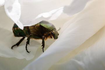 green beetle inside peony petals