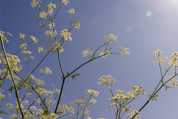 white flowers in summer on a blue sky background