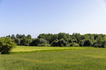 green wheat cereals in the field in summer before ripening