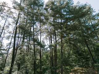 Pine trees illuminated by the backlight of the rising sun, casting a serene and enchanting glow, perfect for nature-themed visuals.