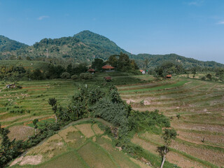 Hills adorned with lush paddy fields under the bright daylight, showcasing the natural beauty and agricultural richness of the countryside.