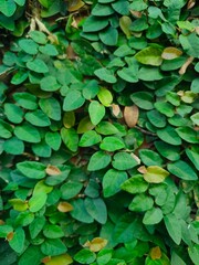 Close up green climbing fig plant on the wall perfect for background