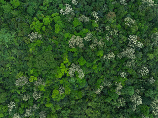 Aerial view of beautiful tropical forest mountain landscape in spring