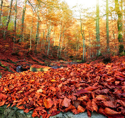fine autumn landscape,  incredible morning in the forest,  beech trees and gold leaves