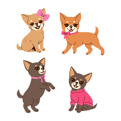 Set of cute chihuahuas isolated on white background. Vector graphics.