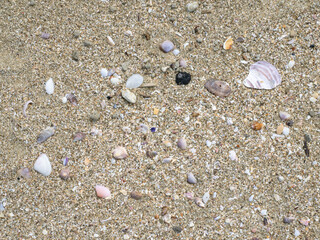 渚百選で選ばれた美しい海岸を散歩し、出会った貝殻たち