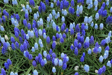 Dark and Light Blue Muscari at the Keukenhof Flower Garden, Netherlands