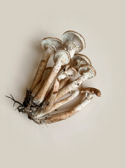 Fresh mushrooms of honey mushrooms lie on a trendy beige pastel background. Superfood autumn concept. Trend fresh mushrooms. Selective focus, copy space. Vertical photo