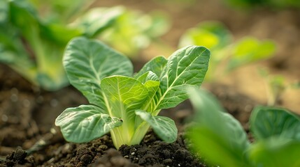 Pak choi seedling sprouting in soil Bok choy pok choi or chinese cabbage in soil Organic farming concept Close up of young green pak choi plant : Generative AI - obrazy, fototapety, plakaty