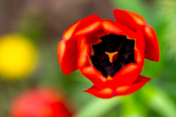 Red tulip  close up top blurred view.