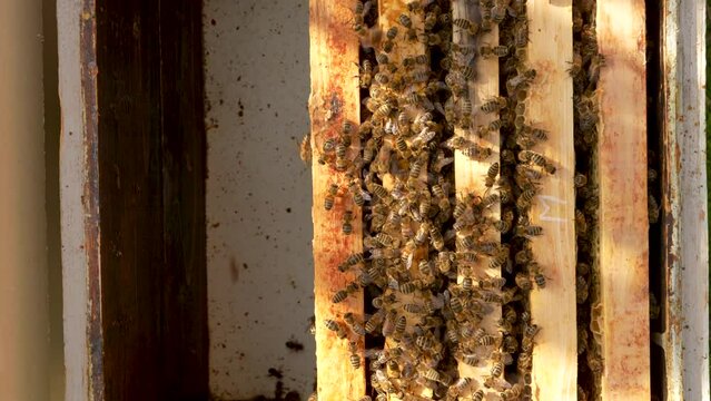 Bees work in the hive. Frames with honey. Bee colony. Organic beekeeping, honey bees 