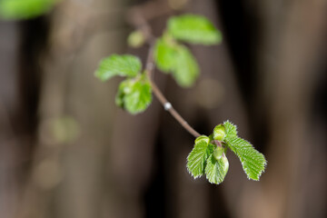 Common Hazel Tree (Corylus avellana) young leaves close up.