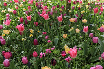 Pink and Purple Tulips at the Keukenhof Flower Garden, Netherlands
