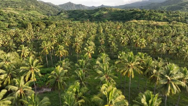 Cinematic aerial view tropical coconut palm plantation with scenic mountain background. intercropping in Indonesia. Drone flyover beautiful South East Asia landscape.