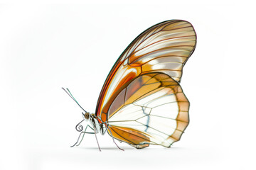 Beautiful Glasswing Yellow butterfly isolated on a white background. Side view