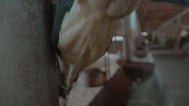 Close-up of a cow's face in large barn with partitions. Breeding farm animals on farm for livestock production