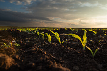  Sunrise over a field of young corn. - 789057018