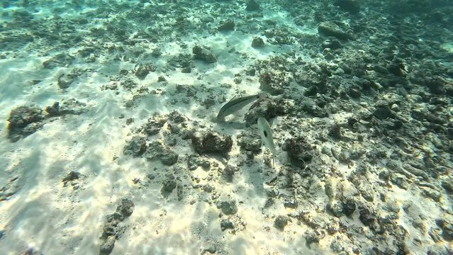Snorkeling with fish. Lethrinus harak and Parupeneus barberinus swim near the seabed with sand and stones.