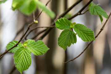Common Hazel Tree (Corylus avellana) young leaves close up.