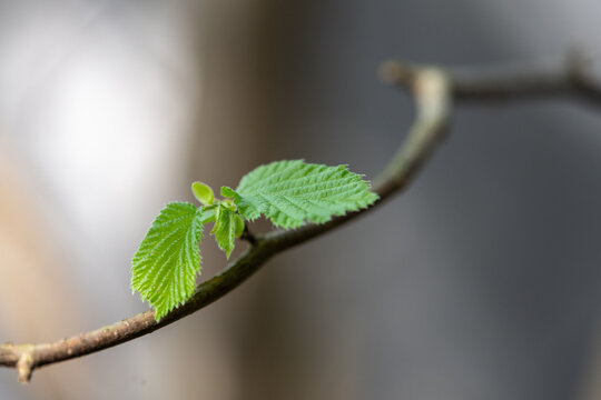 Common Hazel Tree (Corylus avellana) young leaves close up.