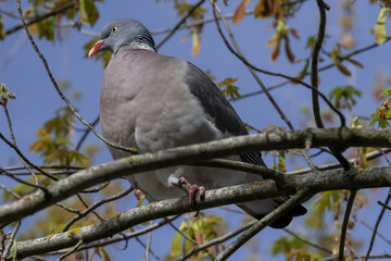 Focus on a Common wood pigeon sitting on a branch in a tree.