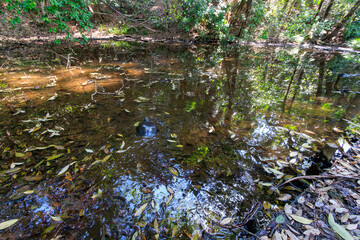 水面から顔を出すミシシッピアカミミガメ。

日本国東京都文京区、小石川日本国東京都文京区、小石川植物園にて。
2024年4月撮影。

A red-eared slider emerges from the water.

At Koishikawa botanical garden, Bunkyo-ku, Tokyo, Japan,
photo by April, 2024.
