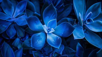 Nature bold blue background Raw beauty surface suculent leaves plant detail Unique delicate texture for wallpaper Abstract vibrant organic simplicity lines pattern Pure intense mood so : Generative AI