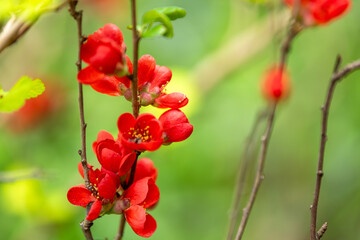 Japanese quince (Chaenomeles japonica) close up.
