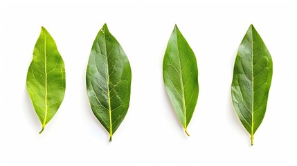 ground Laurel leaves isolated on white background Green bay leaf Top view Flat lay : Generative AI