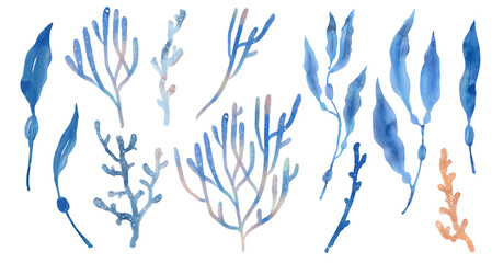 Watercolor digital illustration. Watercolor blue algae, corals, png with transparent background