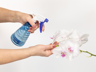 Woman sprays orchids. Taking care for house plants.