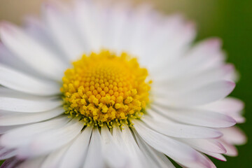 Naklejka premium daisy flower closeup on green background, side view, flower petal texture