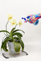 Woman sprays orchids in flower pot. Taking care for house plants.