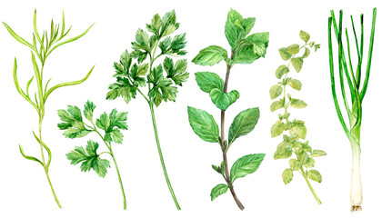 Watercolor collection of fresh herbs isolated: mint, tarragon, parsley, oregano, thyme, green onion. Kitchen herbs isolated on a white background. Fragrant Proven al spices for Mediterranean cuisine.