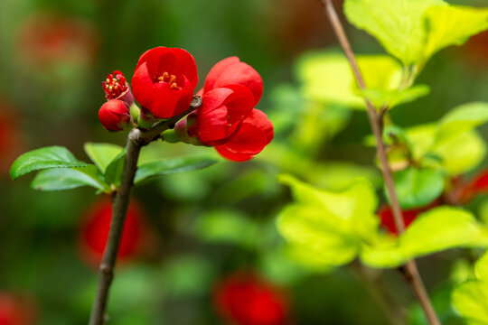 Japanese quince (Chaenomeles japonica) close up.