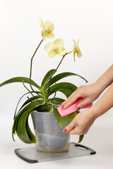 Woman cleans leaves of phalaenopsis orchid flowers with the white background.