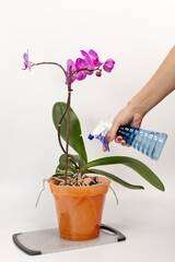 Woman sprays orchids in flower pot. Taking care for house plants.