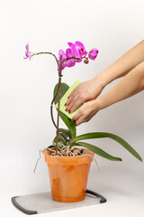 Woman cleans leaves of phalaenopsis orchid flowers with a rag.