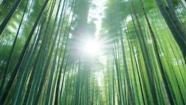 竹林をお散歩しているような動画