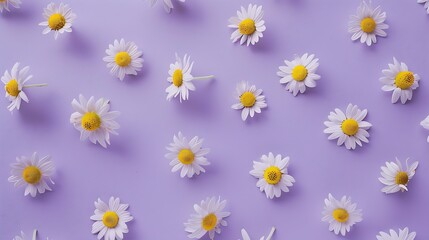 Minimalist purple background with Chamomiles Matricaria chamomilla decorated on for Biological experiment presentation Top view flat lay : Generative AI