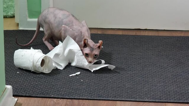 Naughty sphynx cat brought toilet tissue roll from the bathroom and playing with toilet paper roll on the hallway floor.