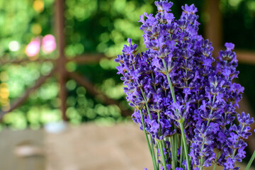 Bright purple home grown lavenders 