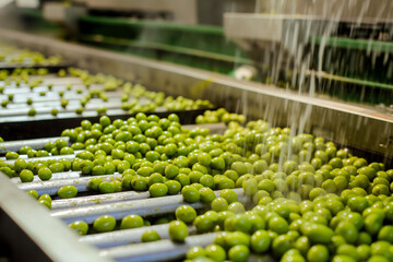 Olives are being washed on a conveyor.
