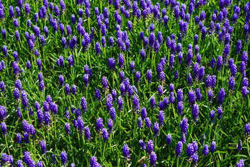 Blue magnificent arabian hyacinth in spring. Blue magnificent arabian hyacinth in spring. Turkey Istanbul Emirgan