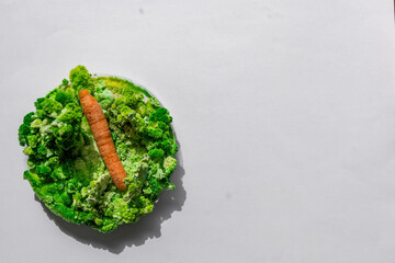 Orange carrots with mold and moss.