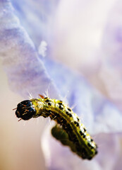 butterfly larva on iris flower close up